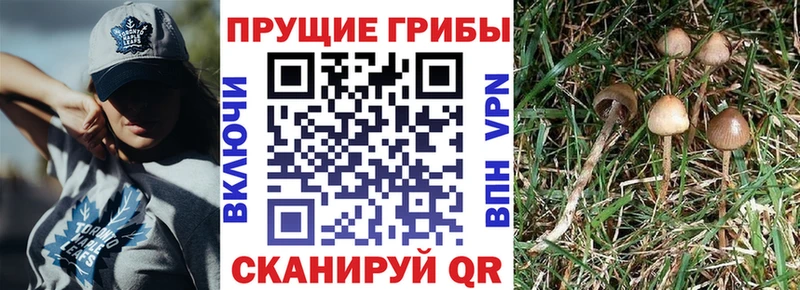 Галлюциногенные грибы мухоморы  купить  цена  Чкаловск 